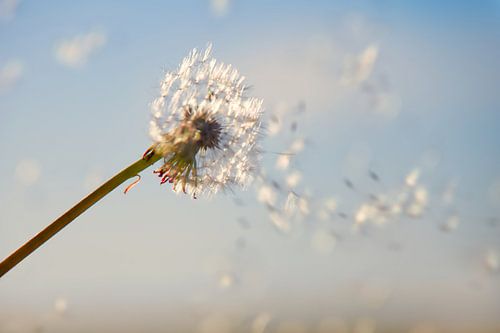 dandelion fluff ball