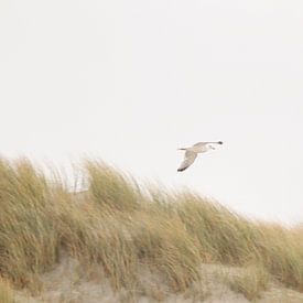 Duinrust van JacQ