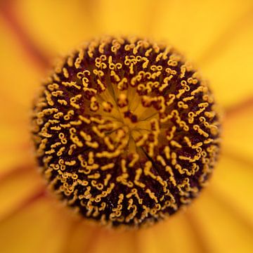 bloem close up van Tijmen Wierenga