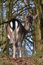 Hert by Frank de Ridder thumbnail