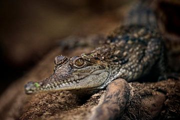 Alligator van Rob Boon