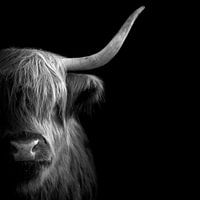 Highlander écossais
