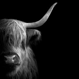 Schottischer Hochlandbewohner von Karel Ton