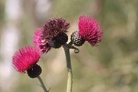 Hardroze distels van Silvia Weenink