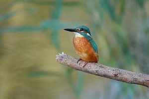 Eisvogel