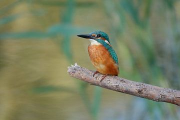 IJsvogel van Babette van den Berg