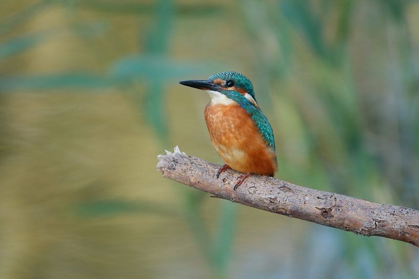 Kingfisher by Babette van den Berg
