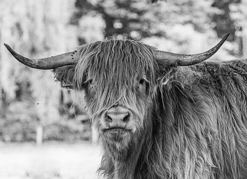 Highlander écossais