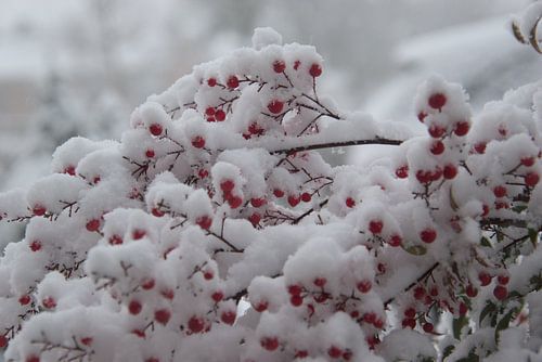 Rode besjes in de sneeuw