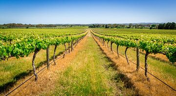 Wijngaard in Barossa Valley, Australië van Troy Wegman