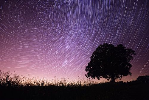 Sterrensporen boven een boom - Magische nachtelijke hemel