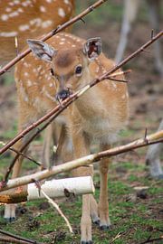 hert von marijke servaes