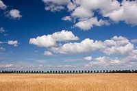 Zomers landschap