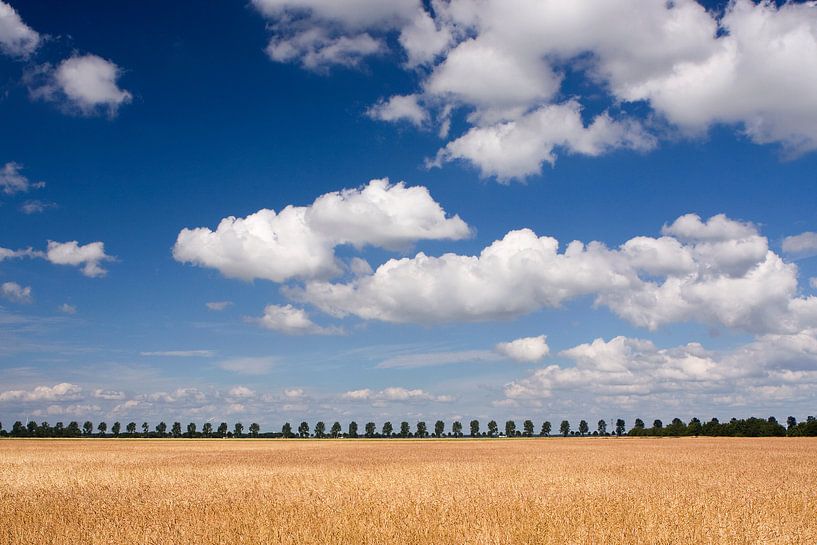 Sommerlandschaft von Bert Meijerink