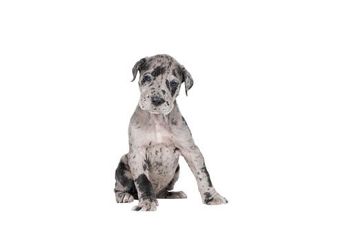 Portret van een Deense of Duitse Dog puppy zittend tegen een witte achtergrond