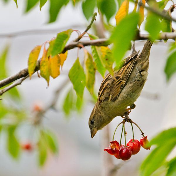 Sparrow snacking on the cherries in the tree by Miny'S