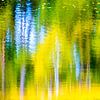 Weerspiegeling van het Bos, reflectie in het water van Caroline Drijber
