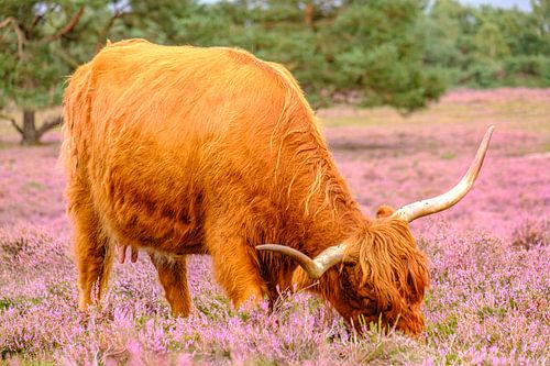 Schotse Hooglanders in een bloeiend heideveld