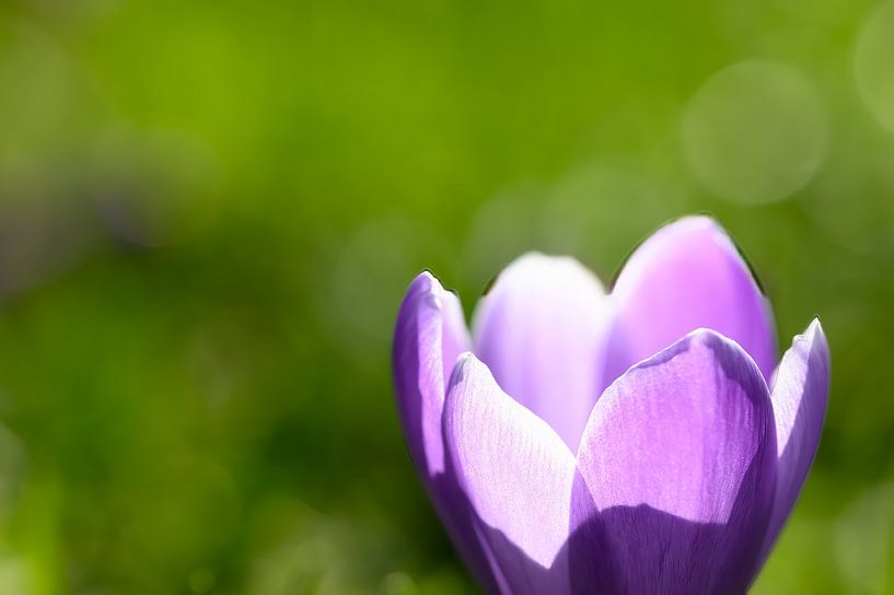 Crocus (Crocus) by Siousias Photography