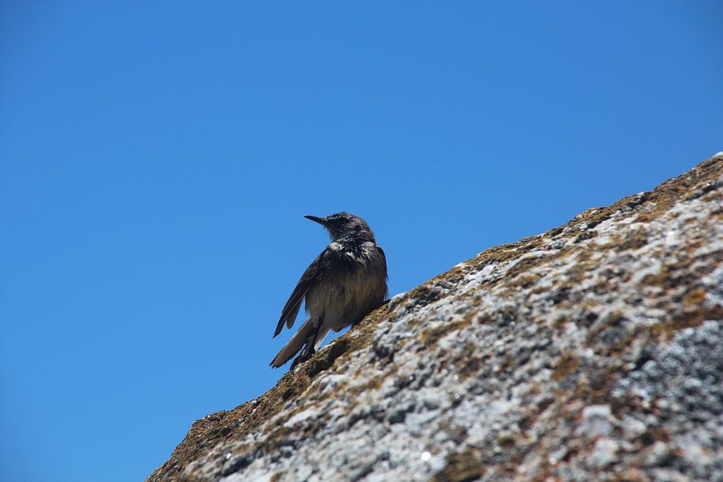 Vogel op rots van Quinta Dijk