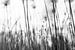 Zwart wit foto van fluffy gras - veenpluis van Ellis Peeters