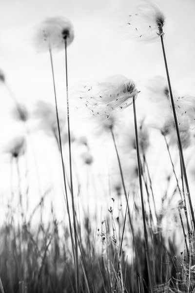Schwarz-Weiß-Foto von flauschigem Gras von Ellis Peeters