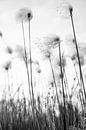 Schwarz-Weiß-Foto von flauschigem Gras von Ellis Peeters Miniaturansicht