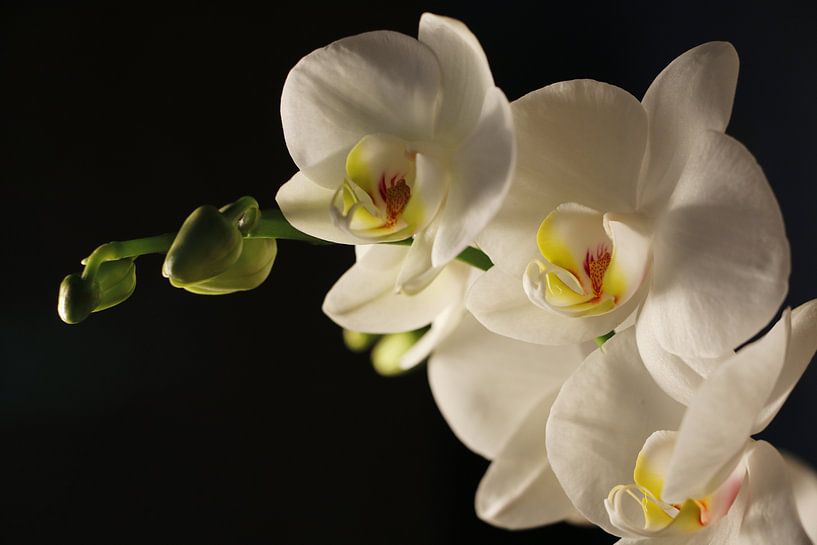 weiße Orchidee von Cora Unk