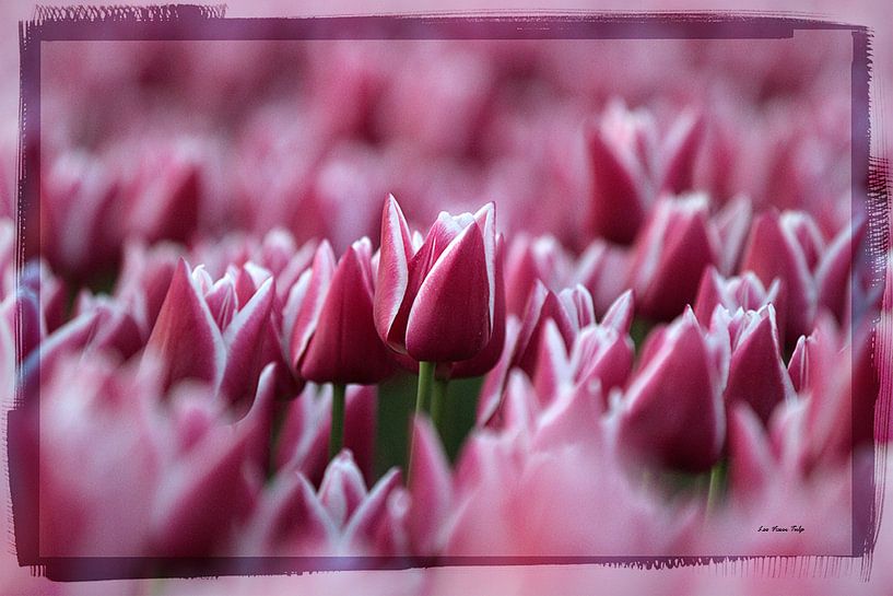 Tulp in bloei by Anton van der Wulp