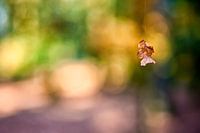 autumn leaf on track