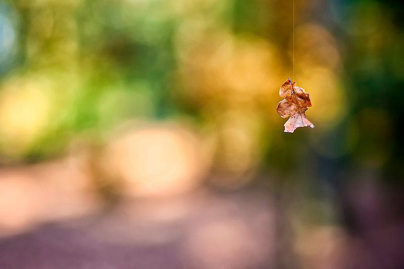 autumn leaf on track by Huibert van der Meer