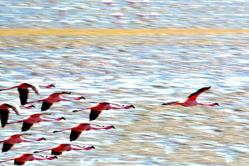 FLAMINGOS 1 von Miroslav Ptacek