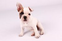 Mollie