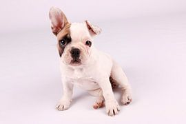 Mollie by LUNA Fotografie