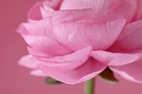 Paeonia
