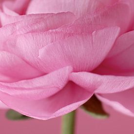 Paeonia van Inge Berken