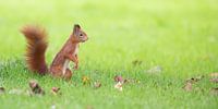 Écureuil dans l'herbe verte par Kris Hermans Aperçu