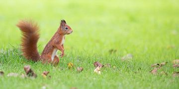 Écureuil dans l'herbe verte sur Kris Hermans