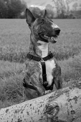 Hij wil gewoon spelen