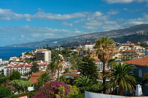 December Magic in Puerto de la Cruz