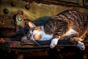Katze