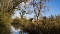 De Biesbosch