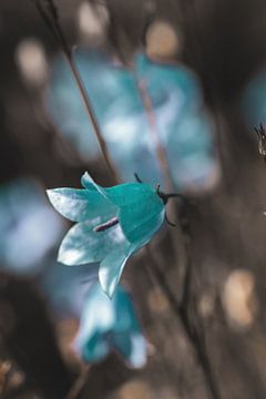 Plante sur Pixel4ormer