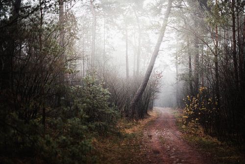 Mistig Eerderbos bij Ommen