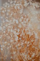Gypsophilia