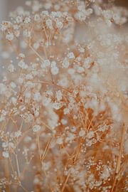 Gypsophilie von Melanie Schat