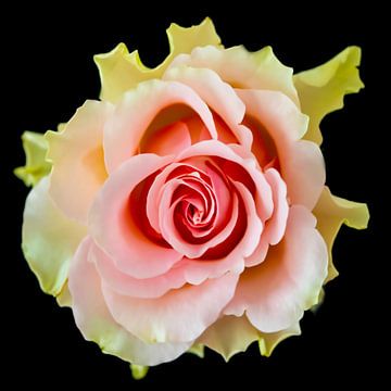 Rose auf schwarzem Hintergrund von Gert Hilbink