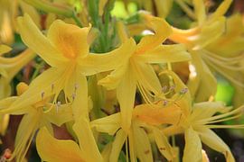 Yellow azalea