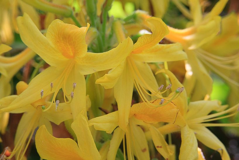 Yellow azalea by Jim van Iterson