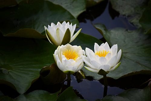 Drie Kleine Waterlelies